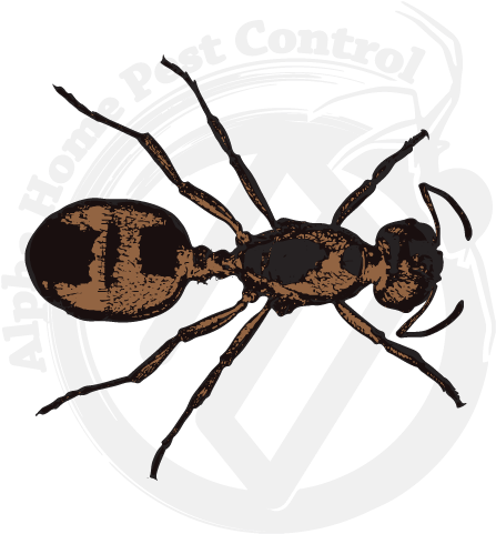 Pavement Ants Image Gallery - European Garden Spider (570x570), Png Download