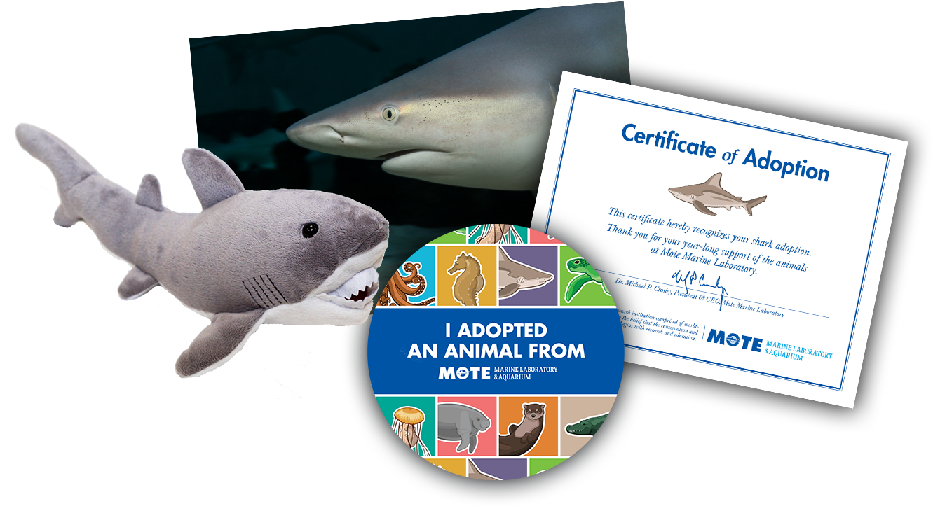 Items Included In Buddy Package - Great White Shark (1350x900), Png Download