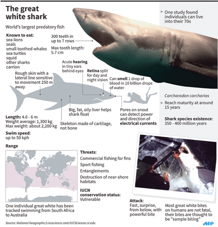 Do Shark Hunt (800x445), Png Download