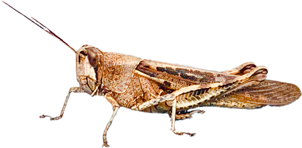 Band Winged Grasshoppers (978x480), Png Download