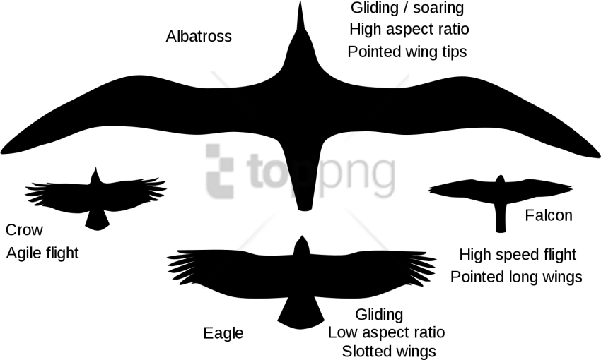 Free Png Gliding Crow Png Image With Transparent Background - Type D Aile Oiseau (850x510), Png Download