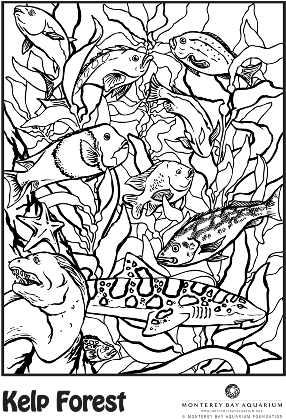 Svg Library Library Can You Spot The Leopard Shark - Animal Camouflage Coloring Page (670x900), Png Download