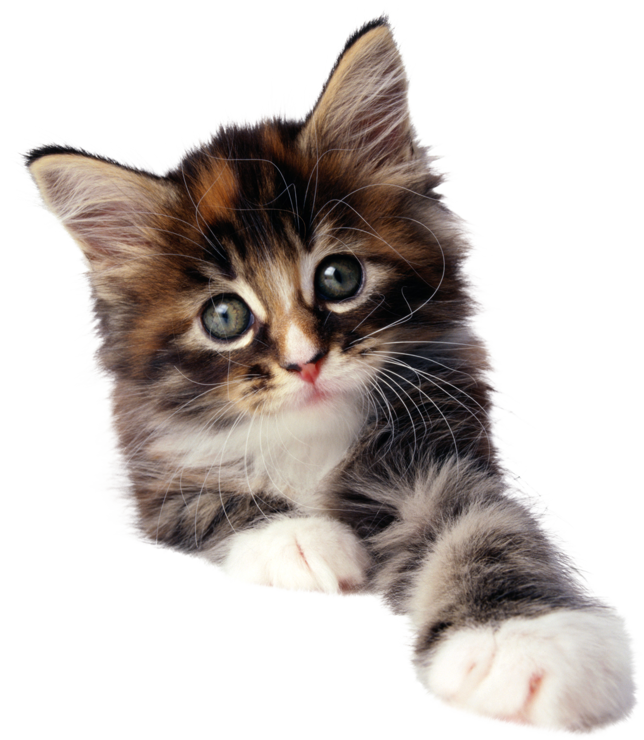 Cat Png - صورة قطة عيد ميلاد (2204x2532), Png Download