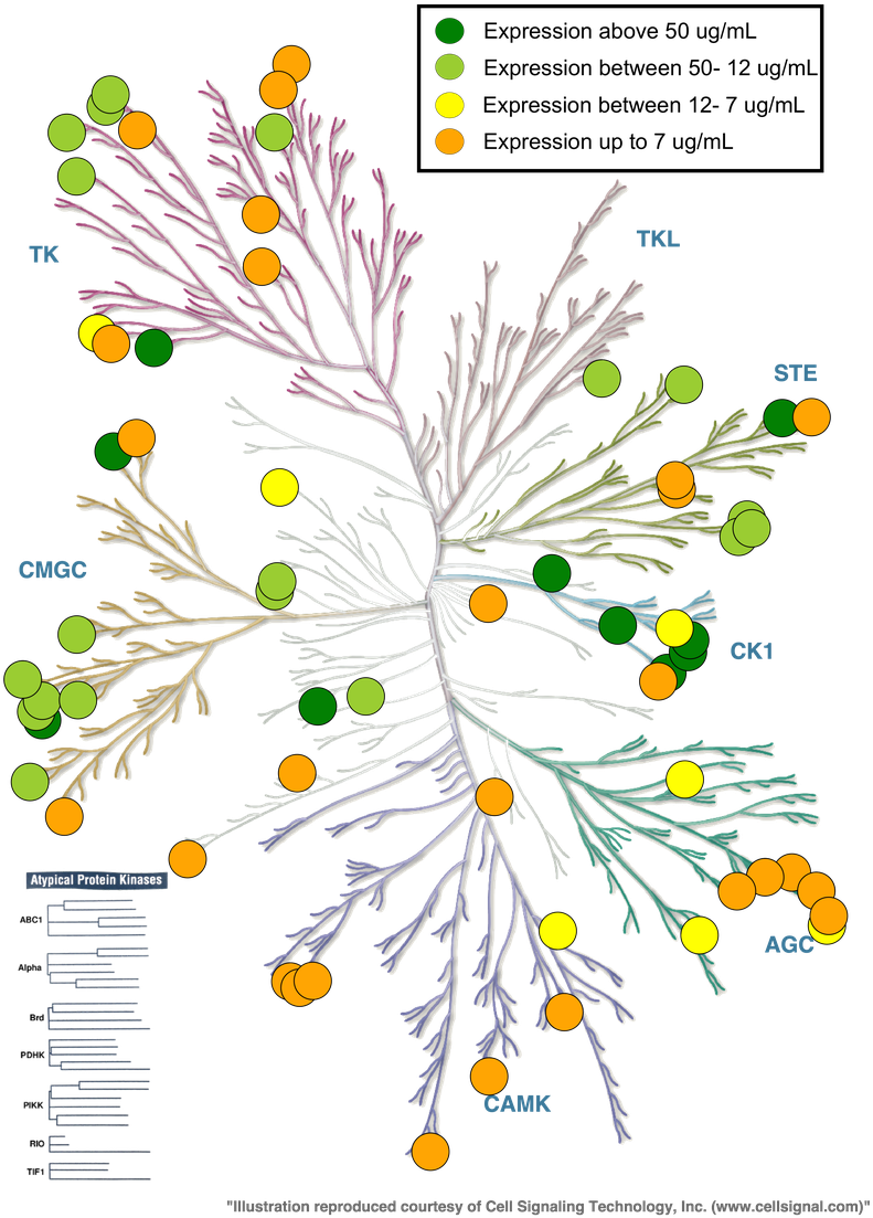 Addgene Newsletter Hot - Human Kinome (900x1108), Png Download