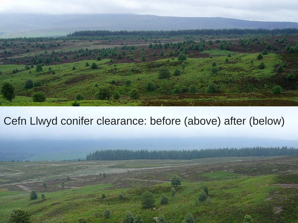 Cefn Llwyd Conifer Clearance- Before And After Pictures - Grass (1024x768), Png Download