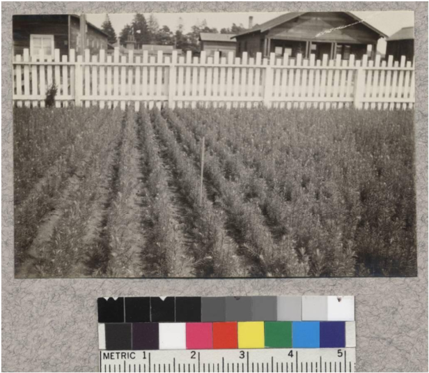 1-1 Douglas Fir - Picket Fence (686x600), Png Download