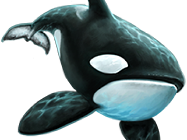 Killer Whale Png Transparent Images - Killer Whale (640x480), Png Download