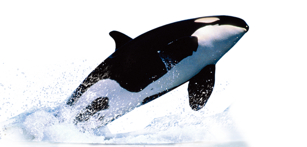 Whales (984x472), Png Download