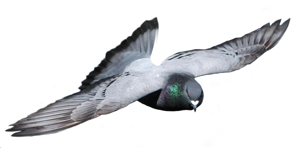 Y Aquellos Que En Su Día Tuvieron La Oportunidad De - Palomas Mensajeras En Fondo Transparente (1000x486), Png Download