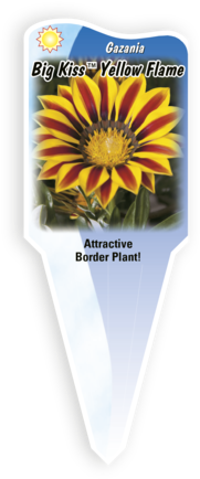 Size - African Daisy (500x600), Png Download