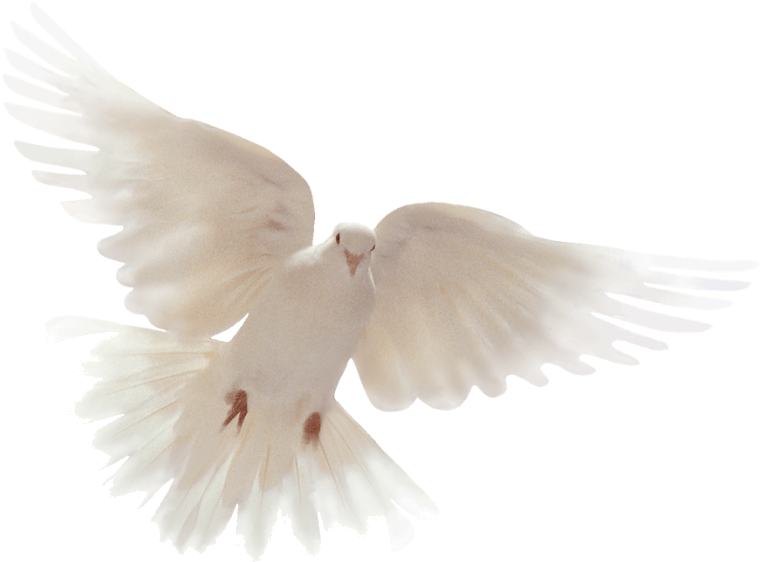 You Might Also Like - Holy Spirit Dove (958x680), Png Download