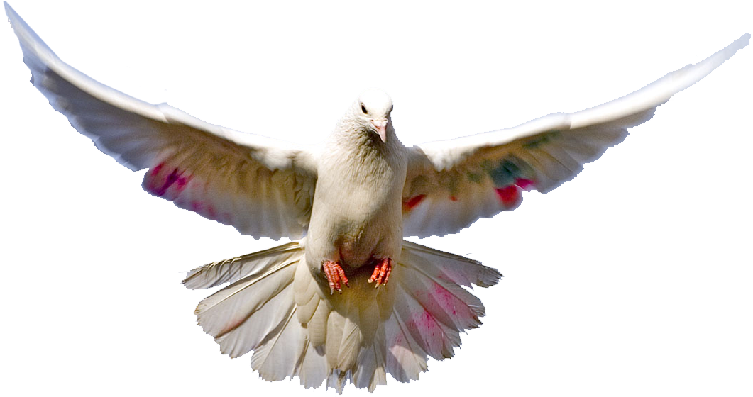 Pasadena California, California Usa, Views Album, Paloma, - Bilateral Symmetry Of Birds (1065x569), Png Download