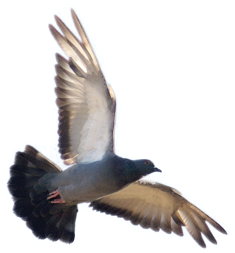 Obedece A Las Palomas [megamegaultrapost] - Imagenes De Palomas Volando (600x584), Png Download