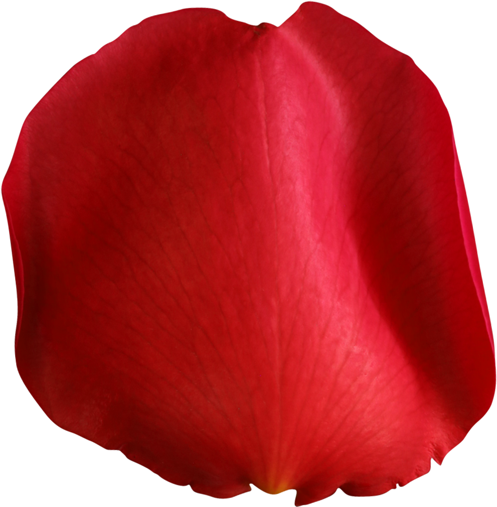 Pin By Татьяна Саенко On Фотошоп - Rose Petal Transparent Background (1000x1019), Png Download