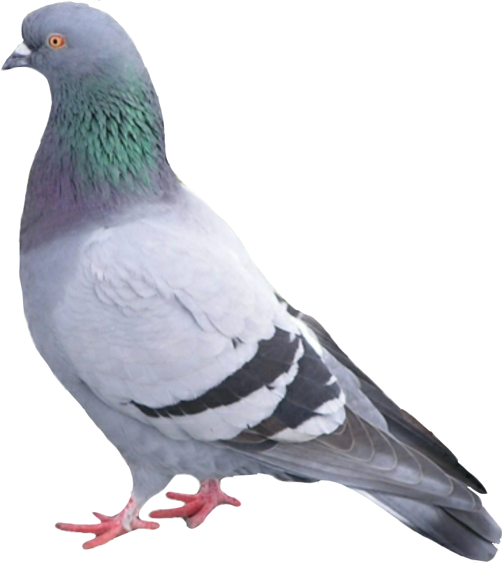 Paloma Palomapopo Palomas Palomaurbana - Cats And Dogs 2 Seamus (719x806), Png Download