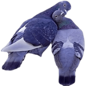 Palomas Preciosas - Beautiful Wallpapers Of Love (500x400), Png Download