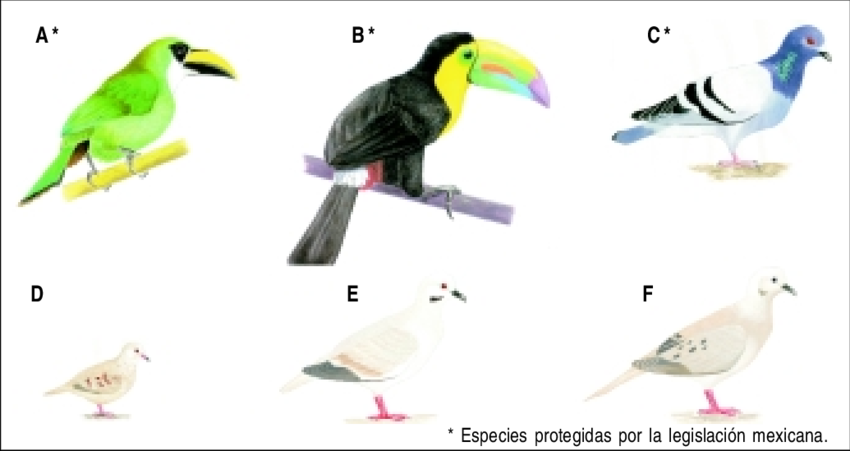 Especies De Tucanes Y Palomas Que Fueron Registrados - Diferentes Especies De Tucanes (850x451), Png Download