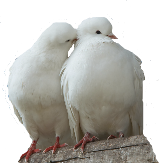 Love Doves (800x640), Png Download