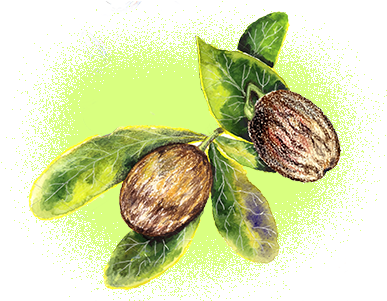 Organic Shea Butter - Shea Butter Png Watercolor (400x300), Png Download