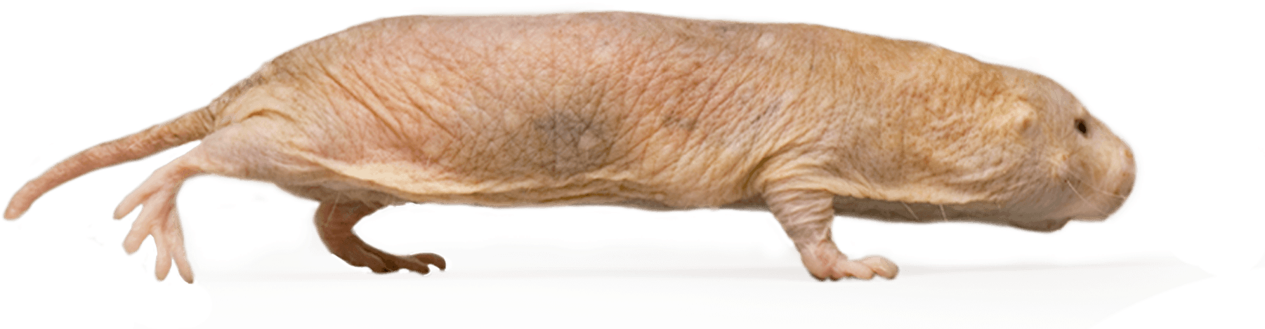 2v2 Tournament For Rat - Naked Mole-rat (1867x627), Png Download