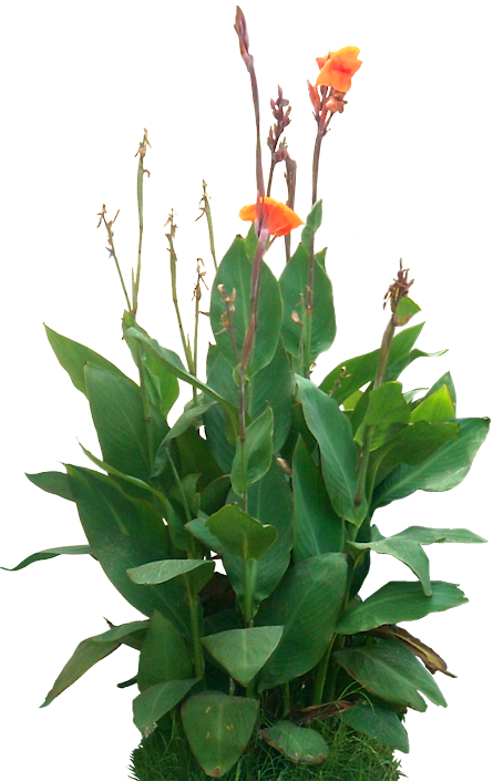 Tropical Plant Pictures - Canna Indica Png (445x705), Png Download