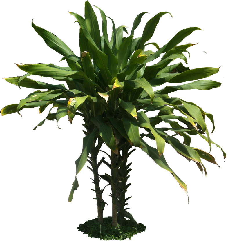 Jungle Plant Pn - Vegetacion Png Para Photoshop (789x845), Png Download