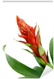 Heliconia (400x400), Png Download