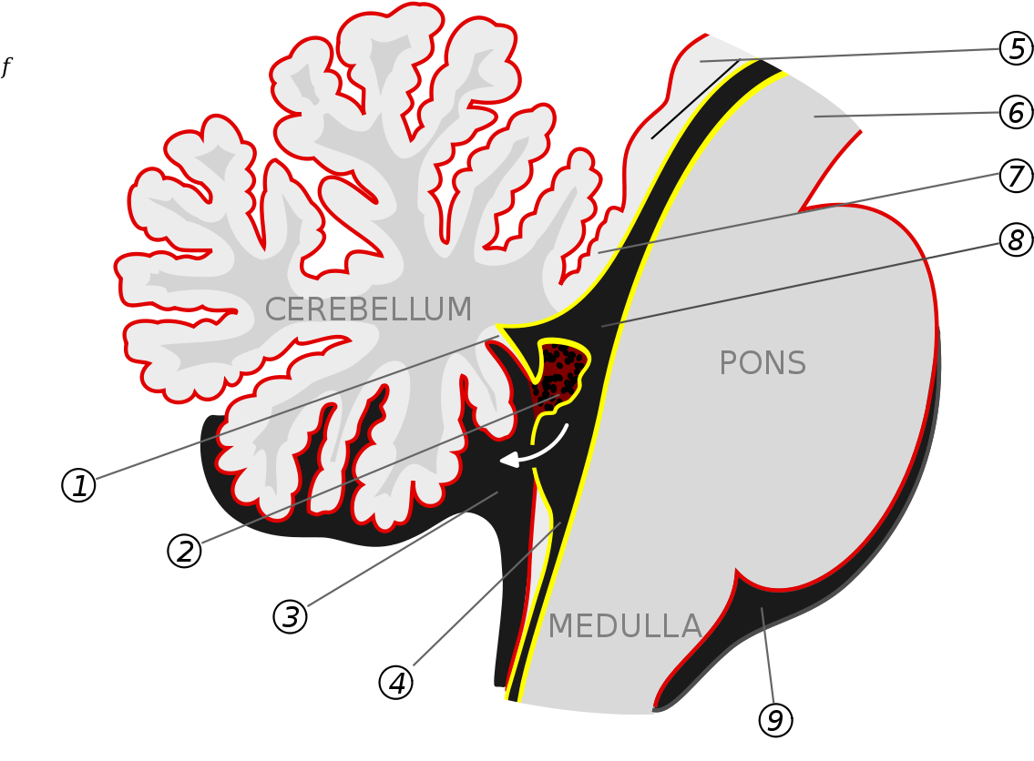 Inferior Medullary Velum (1200x847), Png Download