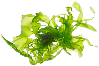 Green Algae - I'm Fabulous Cosmetics Seaweed Age Reverse Toner (400x400), Png Download