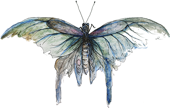 Contact Form - Swallowtail Butterfly (600x400), Png Download