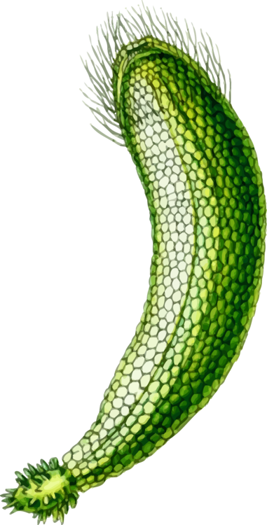 Algae Seaweed Computer Icons Encapsulated Postscript - Neomeris (381x750), Png Download