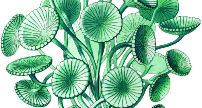 The New 'blue Gold' - Ernst Haeckels Prints (750x375), Png Download