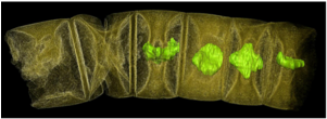 How These - India Oldest Plant Fossil (300x200), Png Download