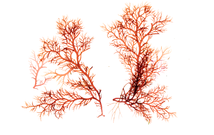 Algae Tree - Illustration (750x498), Png Download