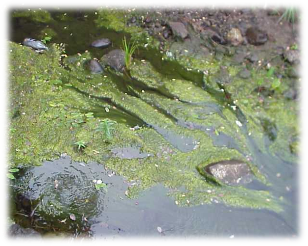 Algae In Degraded Maine Stream - Wildlife (626x501), Png Download