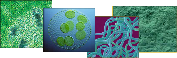 This Blue-green Algae Developed The Ability To Extract - Spirulina (603x200), Png Download