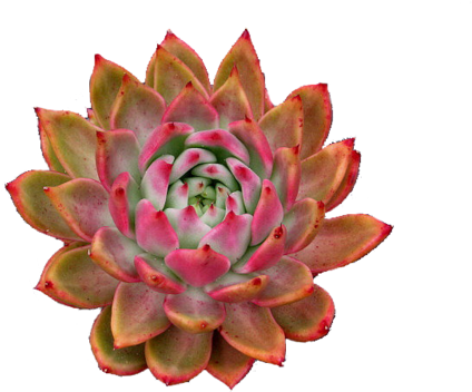 Subspecies Of Echeverias - Cactus Flower Transparent (500x375), Png Download