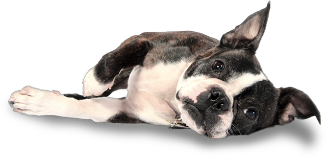 Graphic Black And White Library Puppies Transparent - Boston Terrier Laying Down (667x323), Png Download