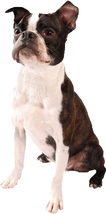 Beds, Collars And Accessories - Brown Boston Terrier Png (366x547), Png Download