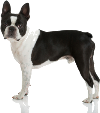 Boston Terriers Are A Friendly And Sometimes Stubborn - Boston Terrier (564x400), Png Download