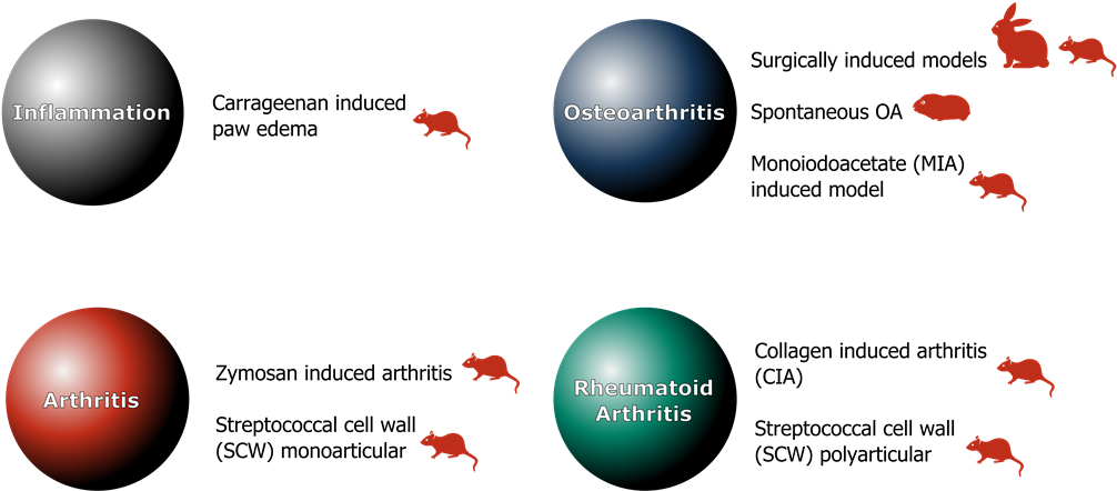 Animal Models Artialis - Diagram (1024x445), Png Download