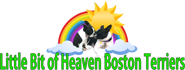 Little Bit Of Heaven Boston Terriers - Boston Terrier (648x247), Png Download