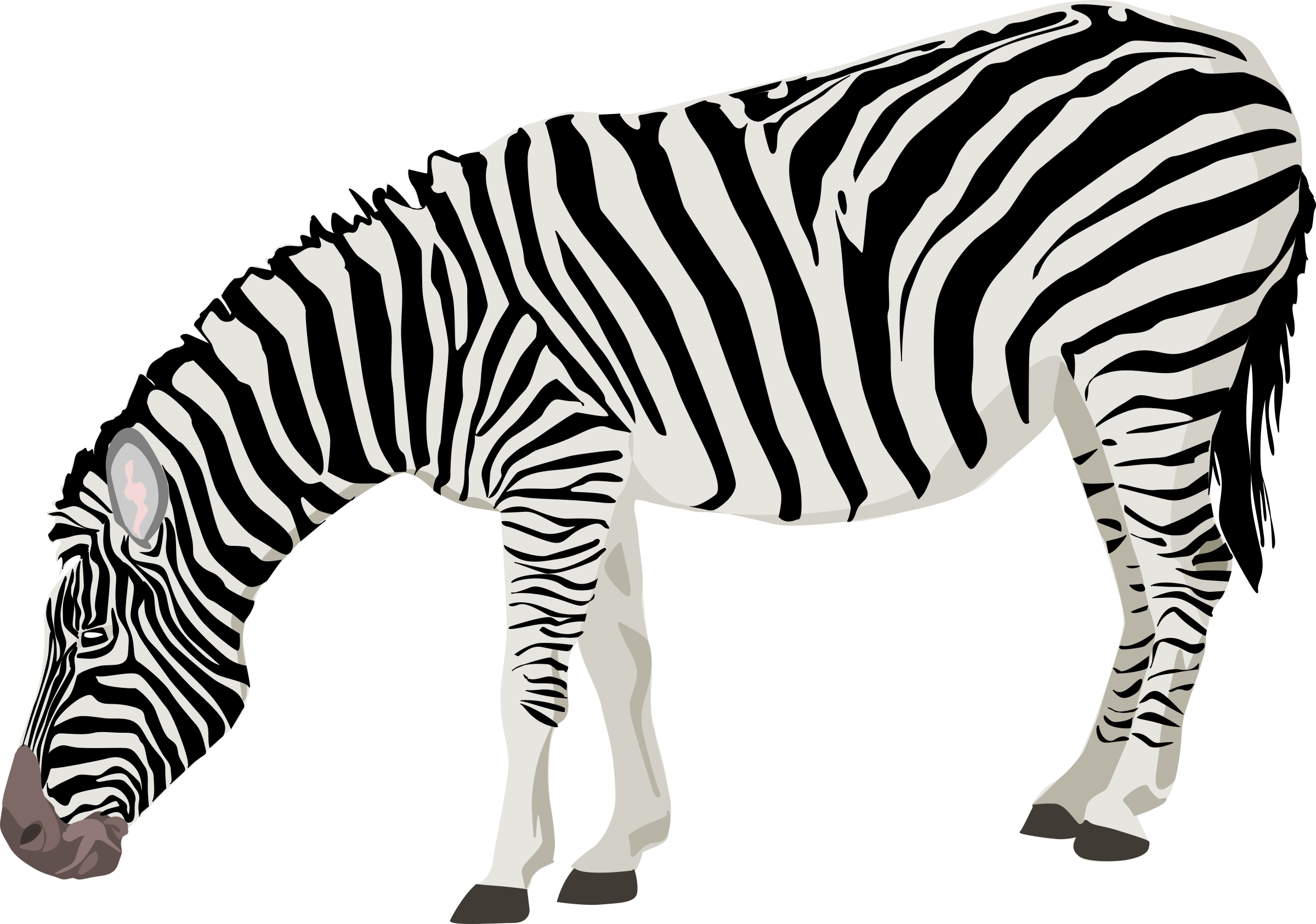Zebra Hd Png - Zebra Clipart (2400x1686), Png Download
