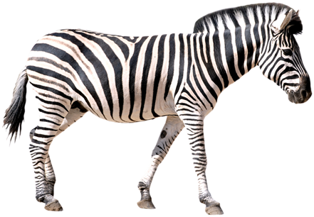 Png Image Information - Zebra Png (445x355), Png Download