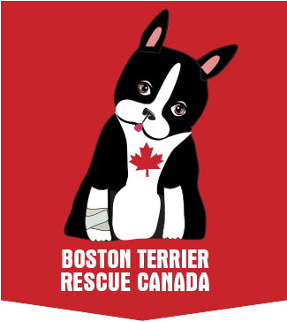 Boston Terrier Club Ofada T Invitations (600x393), Png Download