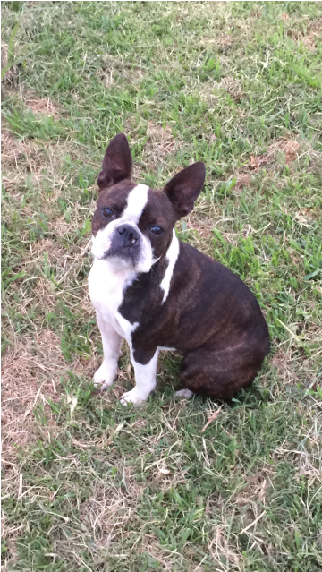 Photo Of Matilda - Boston Terrier (638x638), Png Download