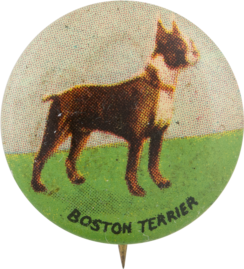 Boston Terrier - Museum (1000x1067), Png Download