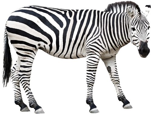 Zebra Png (600x600), Png Download