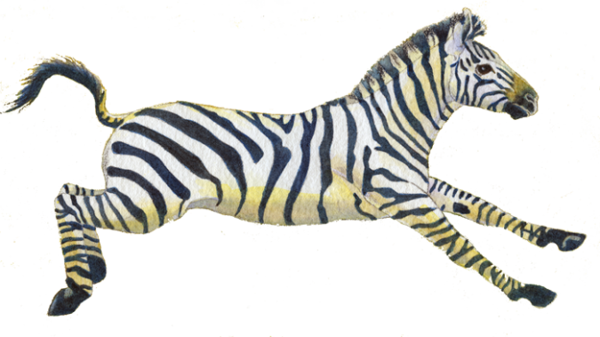 Zebra Picbook - Mypicbook, Photo Album, Photobook, Delhi (675x379), Png Download