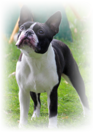 Boston Terrier (328x504), Png Download